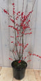 Ilex Verticillata hulst