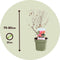 Plant in a Box - Punica granatum 'Early' - Granaatappelboom - Fruitboom met glanzende bladeren - Pot 21cm - Hoogte 60-70cm