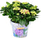 Goed & Groen - Decorum Hydrangea Bol Roze in Bucket - ↨ 40cm - Potmaat 23 - Exclusieve Kwaliteit Planten - Kamer Plant - Kamerplanten - Sfeer - Interieur
