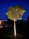 Ilva Prikspot 3W - Tuinverlichting - Tuinspot - Laagspanning 24V - Zwart -