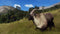 Way of the Hunter - Wild Expeditions - PS5 - 6 jachtgebieden (6 stuks)