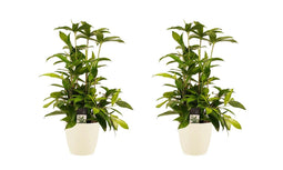 Duo 2x Dracaena Surculosa met Elho brussels soap ↨ 55cm - 2 stuks - hoge kwaliteit planten