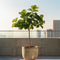 Plant in a Box - Ficus Carica - Fruitboom - Winterharde Vijgenboom - Pot 21cm - Hoogte 70-90cm