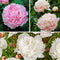 Plant in a Box - Paeonia 'Mix Pink/White' - Set van 2 - Pioenen - Bloemknollen - Zomerbloeiers - Tuinbloemen - Roze/Wit
