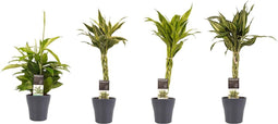 Improv - Dracaena - 45 Cm - Ø - 4 Stuks