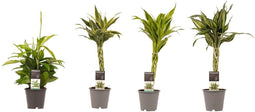 Improv - Dracaena - 45 Cm - Ø - 4 Stuks