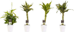 Improv - Dracaena - 45 Cm - Ø - 4 Stuks