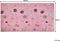 GOZLER - Kindervloerkleed - Roze - 80 x 150 cm - Polyester