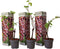 Plant in a Box - Druivenplanten - Set van 3 - Vitis Vinifera - Rode Druif - Winterhard - Pot 9cm - Hoogte 25-40cm