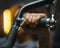 Inspire BL1 Body Lift Home Gym - Krachtstation - Fitness - Krachttraining - Zwart