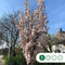 Japanse zuil sierkers | Prunus serr. 'Amanogawa' 20-40 cm| Bomenbezorgd.nl