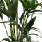 Kentia ↨ 120cm - hoge kwaliteit planten