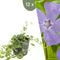 Plants by Frank | 12 Paarse Maagdenpalm planten | Vinca minor 'Atropurpurea' | Winterharde bodembedekker planten | tuinplanten | Winterharde vaste planten meerjarig | Winterharde tuinplanten
