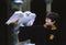 Harry Potter - Complete 8 Film Collection (DVD)