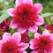 Plant in a Box - Dahlia 'Blue Bayou' - set van 3 - zomerbloeiers - dahliaknollen - tuinbloemen - Rood/Paars