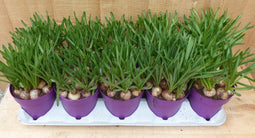 Warentuin natuurlijk - Blauwe Druifjes 10 potjes in tray kleur blauw