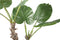 PTMD Philodendron Kunstplant - H75 x Ø60 cm - Plastic pot - Groen