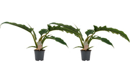 Duo Philodendron Narrow Escape Feel Green ↨ 45cm - 2 stuks - hoge kwaliteit planten