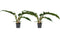Duo Philodendron Narrow Escape Feel Green ↨ 45cm - 2 stuks - hoge kwaliteit planten