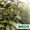 Olijfwilg leiboom 150 cm Elaeagnus ebbingei 270 cm