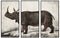 Schilderij DKD Home Decor Koloniaal Neushoorn (180 x 4 x 120 cm)