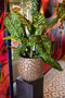 Capi Europe - Bloempot bol Clay NL - 35x34 - Antraciet - Opening Ø29 - Bloempot voor binnen en buiten - Levenslang garantie - Breukbestendig - 100% Recyclebaar - CO2 Neutraal geproduceerd - KATC932