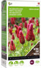 Buzzy® Groenbemester Incarnaatklaver - 200 gram