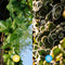 Hedera Hibernica - Klimop - Kant-en-Klaar Haag | 120cm - ↨180 cm