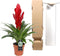Choice of Green - Vriesea Intenso Red single - Hoogte 40 - Diameter pot 13