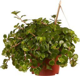 Sedum makinoi
