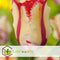 Plant in a Box - Tulipa Flaming Parrot - Bloembollen x20 - Tulp - parkiettulp - tweekleurig
