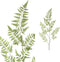 PTMD Fern Plant Varen Kunsttak - 81 x 30 x 165 cm - Groen
