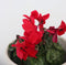 Plant in a Box - Cyclamen persicum 'Winfall Scarlet' - Set van 6 - Perzische cyclaam - Pot 9cm - Hoogte 10-20cm