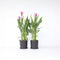 Plant in a Box - Curcuma alismatifolia Siam Supreme - Set van 2 - Tropisch bloeiende kamerplant Kurkuma - Pot 19cm Hoogte 70-90cm
