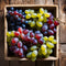 Plant in a Box - Mix van 6 Druivenplanten - Vitis Vinifera - Druif - Pot 9cm - Hoogte 25-40cm
