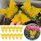 Fruitvliegjes Vanger - Rouwvliegjes Vanger - Gifvrij - 24 Plakstrips
