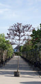 Sierpruim als leiboom Prunus cerasifera Nigra h 300 cm st. omtrek 6...