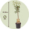 Plant in a Box - Pyrus communis 'Conference' perenboom - Fruitboom - Pot 21cm - Hoogte 90-100cm