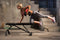 Iron Gym Halterschijven 4 x 5 kg Ø 25 mm - Haltergewichten - Plate Set - Barbell gewichten