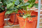 Irrigatia SOL-C120 irrigatie systeem op zonne-energie - Da's slim water geven !