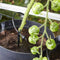 Irrigatia SOL-C180 irrigatie systeem op zonne-energie - Da's slim water geven !