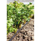 Irrigatia SOL-C180 irrigatie systeem op zonne-energie - Da's slim water geven !