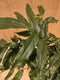 Castanospermum Australe kamerplant