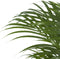 Areca palm ↨ 100cm - hoge kwaliteit planten