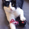 Kattenspeeltje Minnie Mouse Rood PET