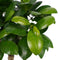 Decorum Duo Ficus Ginseng Bonsai geënt met sierpot Anna taupe()