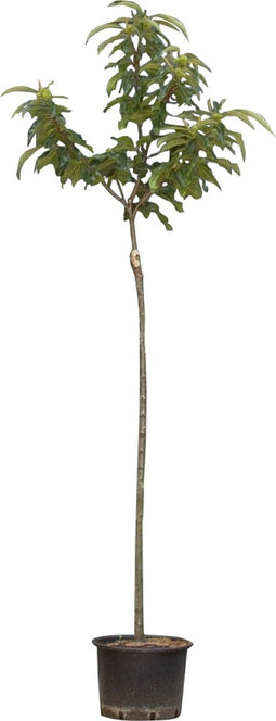 2 stuks! Tamme kastanje Dorree de Lyon Castanea sativa Doree de Lyo...