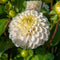 Plant in a Box - Dahlia 'Boom Boom' - set van 3 - zomerbloeiers - dahliaknollen - tuinbloemen - Wit