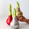 Plant in a Box - Amaryllis - Hippeastrum 'Glitter Silver' - Bloembol - Rode bloemen