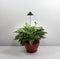 iSun PotLed (GRAFIET) 10 watt zonder controller